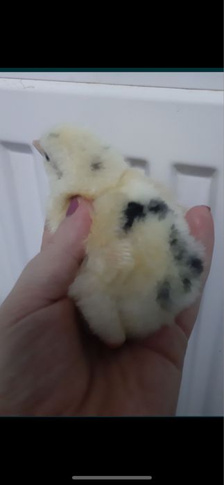 Добові курчата бройлер КОББ-500