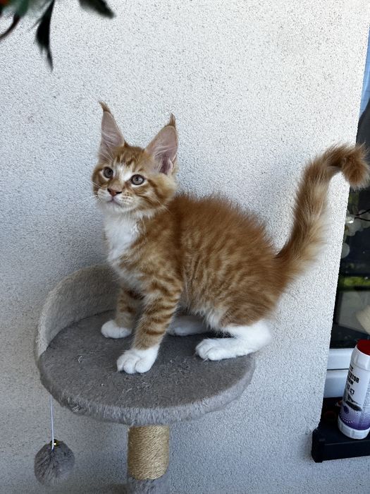 Piękny pręgowany rudzielec Maine Coon