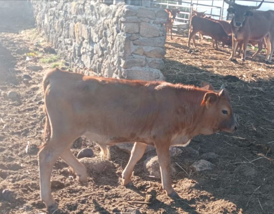 Vendo vitelos de raça cachena
