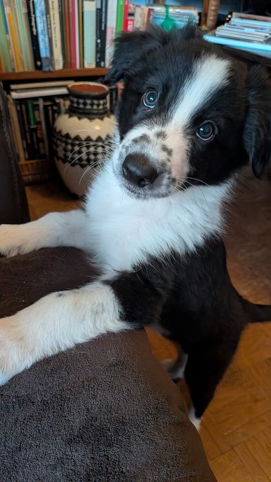 Border Collie com Pedigree