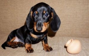 Продаємо маленьке чудо — щеня такси