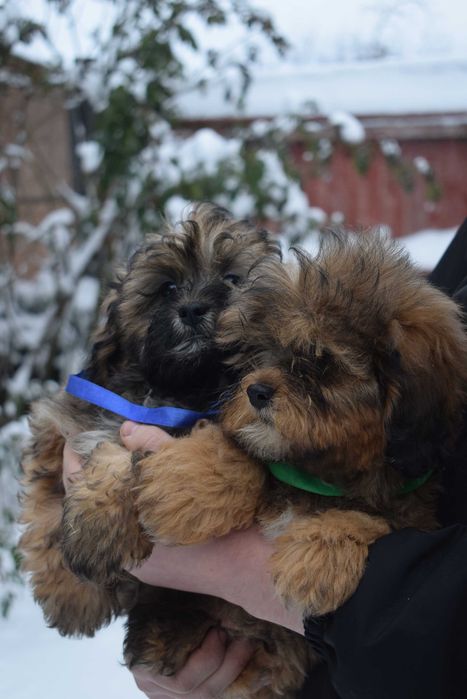 Чудовий песик породи Мальтипу Ф1 для подарунку