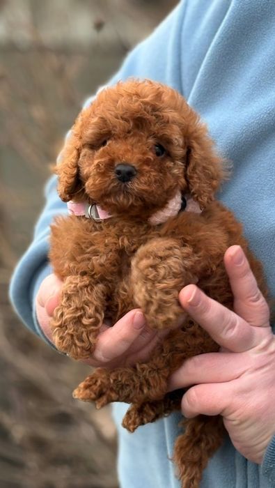 Той пудель .дІвчіна  в пошуках родини