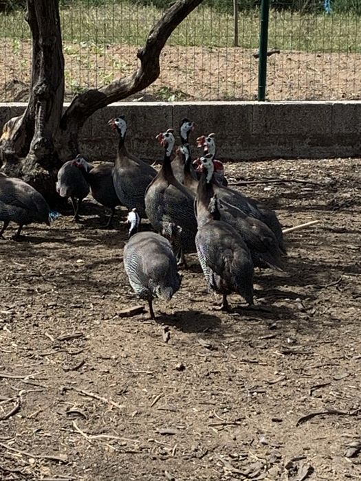 Vendo galinhas fracas