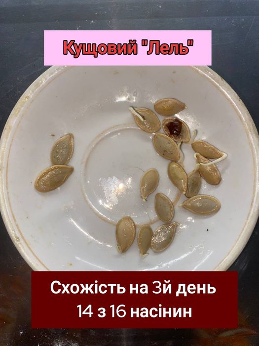 Насіння гарбуза Українська  Багатоплідна та кущовий Лель