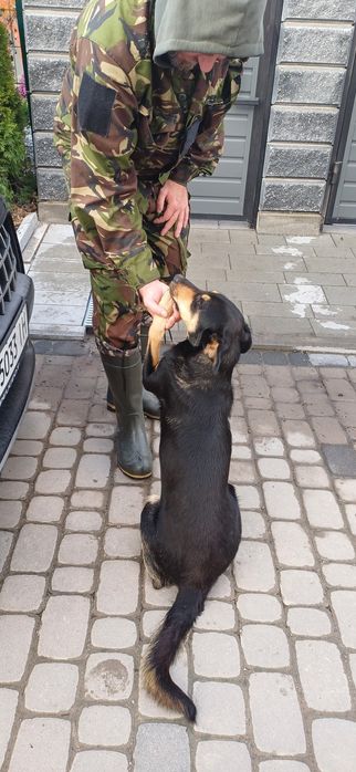 Подарую молоду собаку