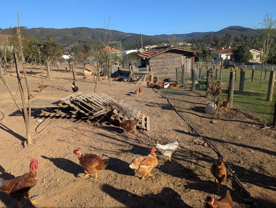 ovos caseiros qualidade diversos tamanhos