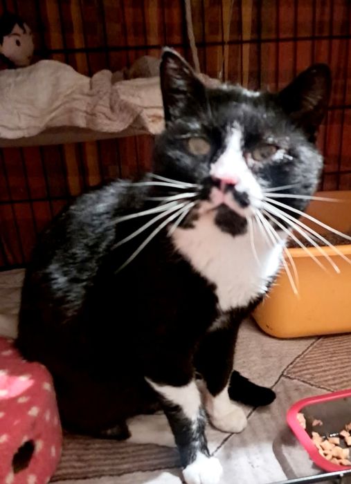 Dżeki kotek FELV+ pilnie potrzebuje domku