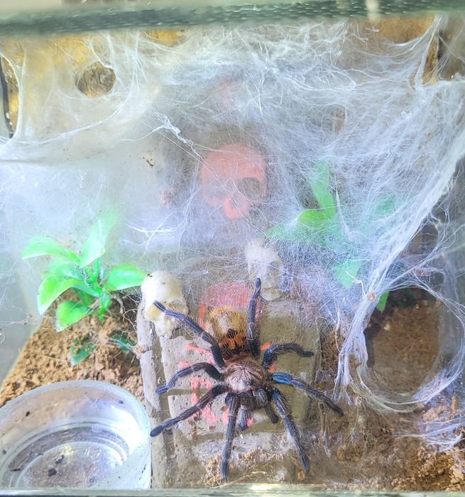 Chromatopelma cyaneopubescens (chromka)