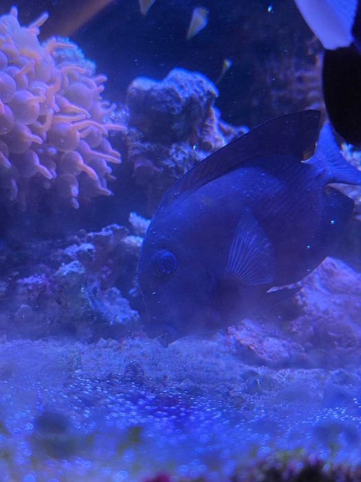 Ryba morska Ctenochaetus binotatus  15-16 cm L