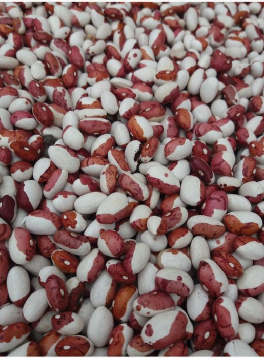 Продам квасолю Червона шапочка, Лімська, Ясь кущова