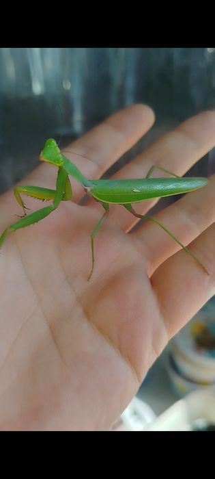 Hierodula transcaucasica хижа комаха