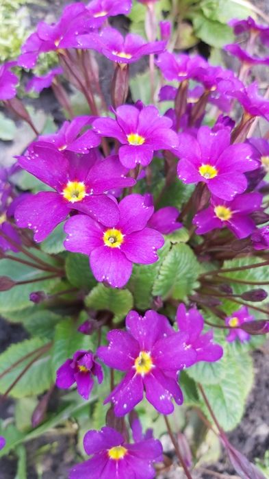 Примула ,  1 кущик - 50  грн