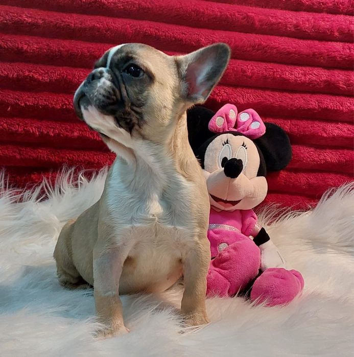 Bulldog francês bebé