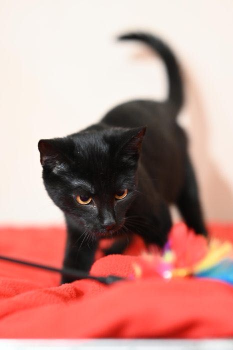 Kurkuma - kotka, kotek, kot do adopcji