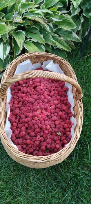 Ekologiczne maliny 18zl/kg