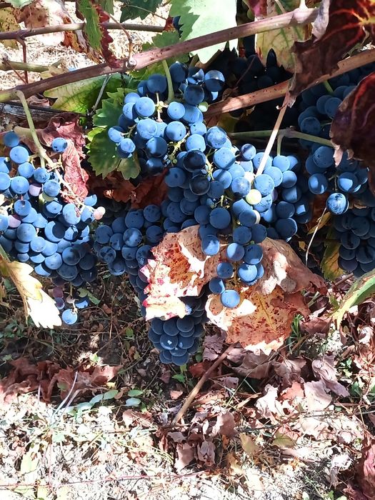 Venda de uvas para vinho