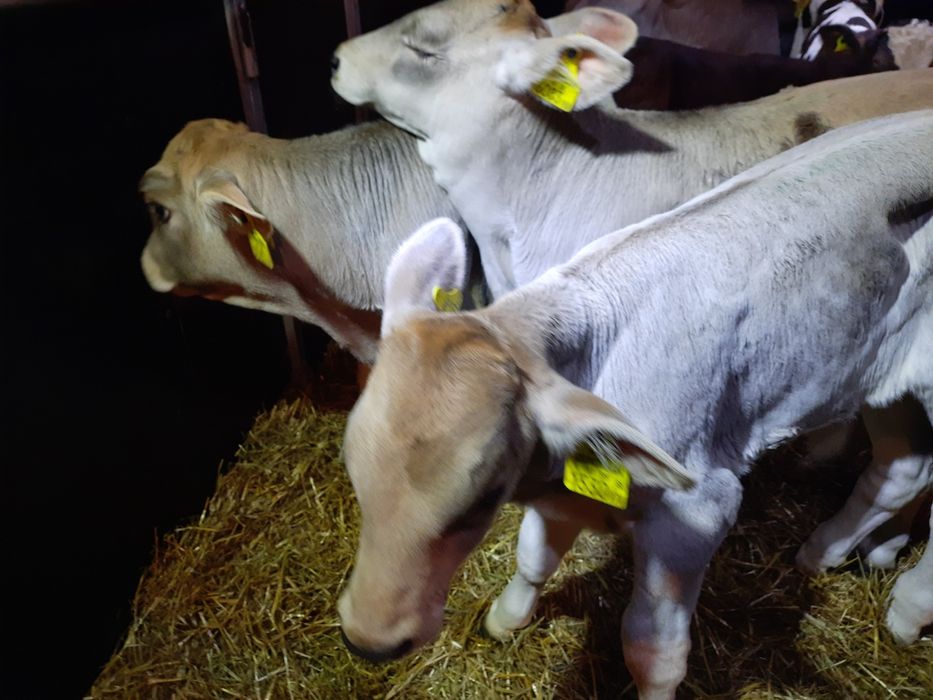 Pajeczno i okolice sprzedaz ciela miesnych byczki