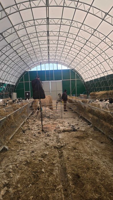 Strzyżenie owiec I baranów