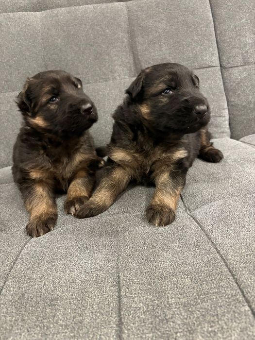 Owczarek Niemiecki Długowłosy- Szczenię do Rezerwacji