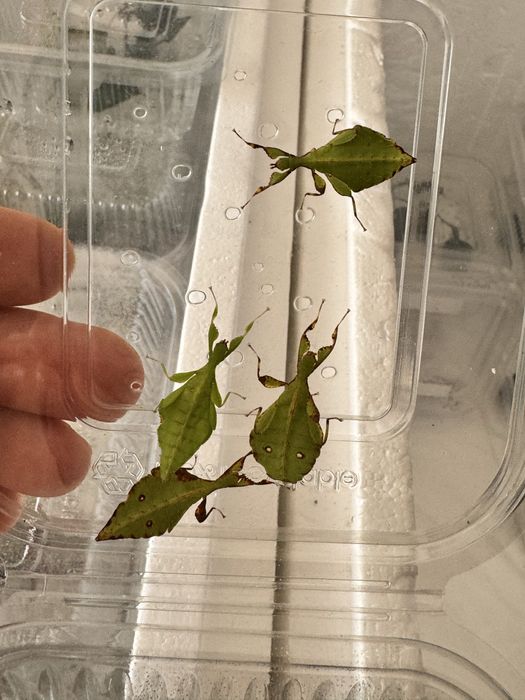 Phyllium gardabagusi „ Argopuro” Java Indonezja L4