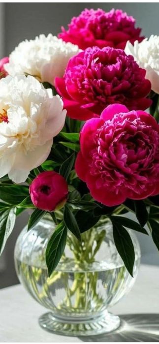 Пионы  5 расцветок