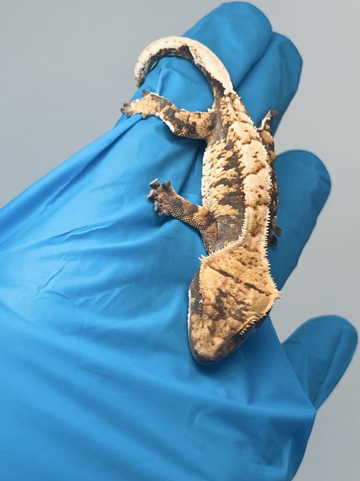 Gekon orzęsiony extreme harlequin