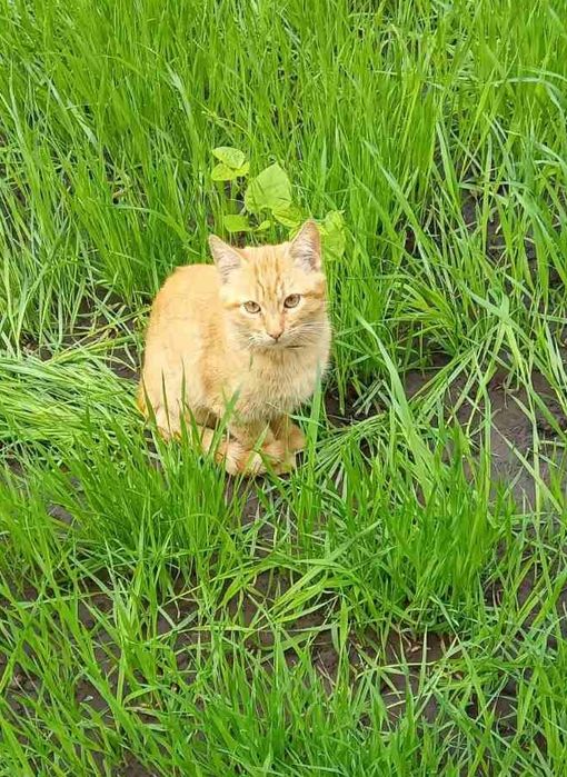Кошеня, котеня, руде кошеня, рудий котик, рижий кіт