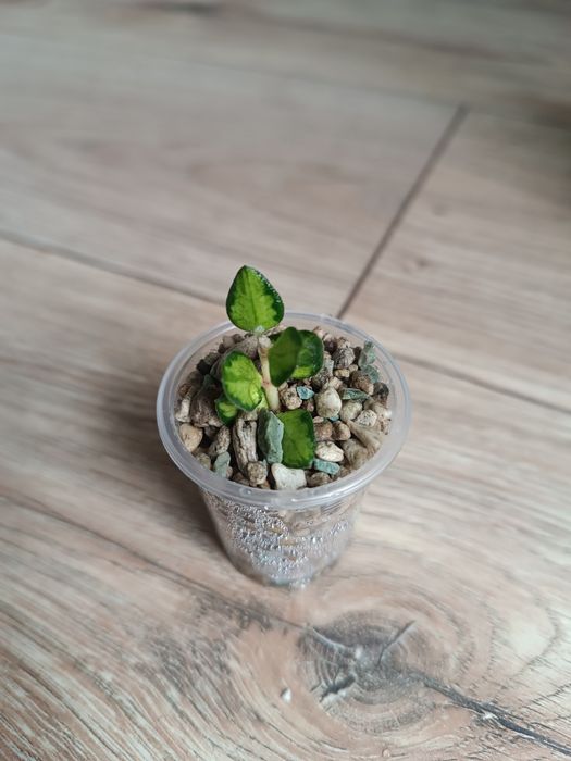 Hoya chinghungensis variegata