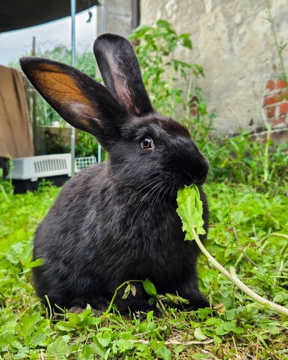Króliczki do adopcji