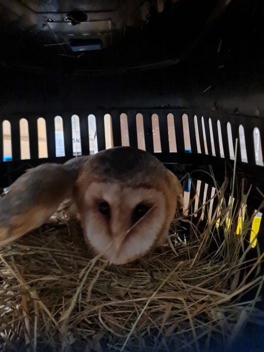 Fêmea 2025 disponível