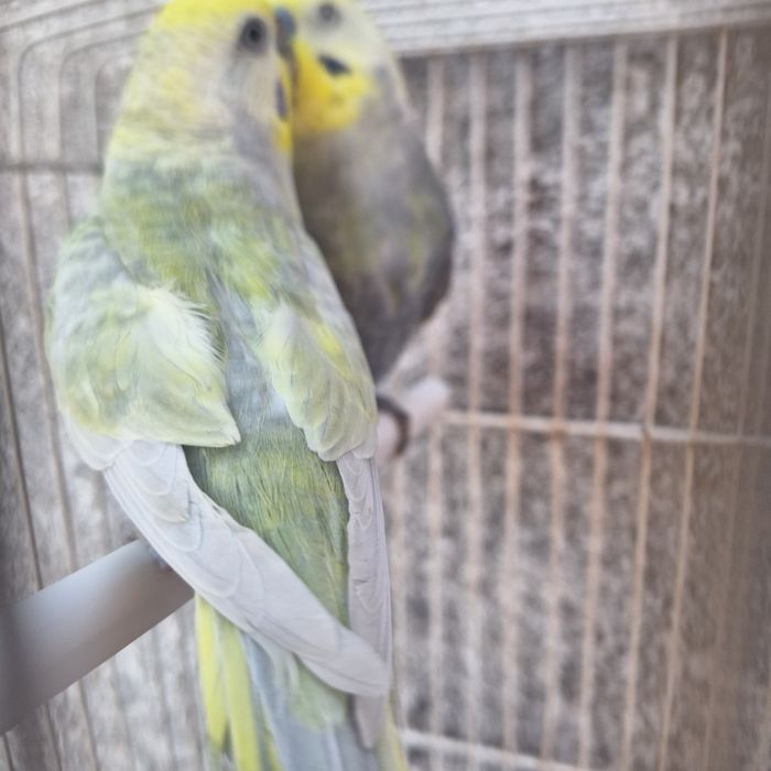 Piriquitos Arco-iris