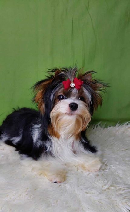 Отличный мальчик Бивер с документами