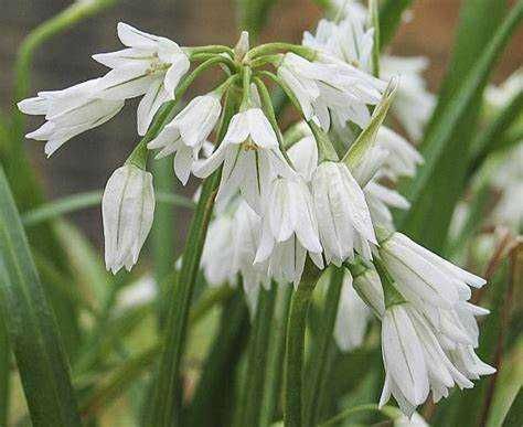 Plantas de Allium triquetrum com flores ou bolbos