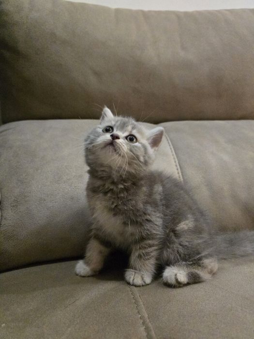 Gatinha Scottish Straight Silver Tabby