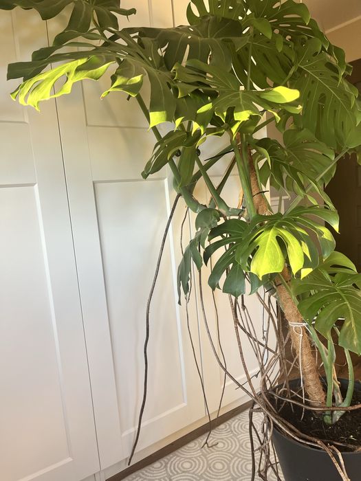 Monstera DUŻA 2metry