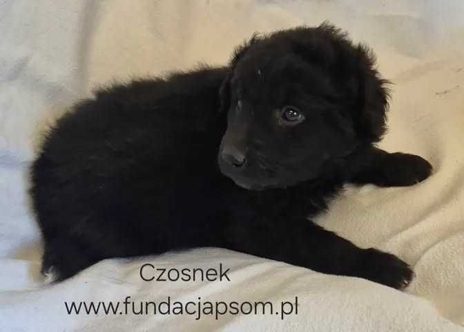 Czosnek- szczeniak o wielkim sercu