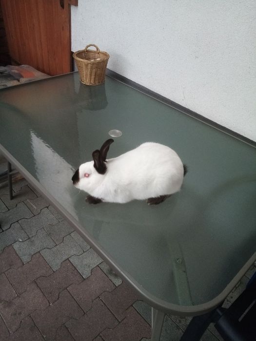 Króliki kalifornijskie