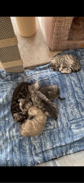 Бенгальські кошенята