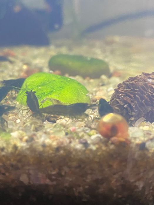 Camaroes/ neocaridinas green jade