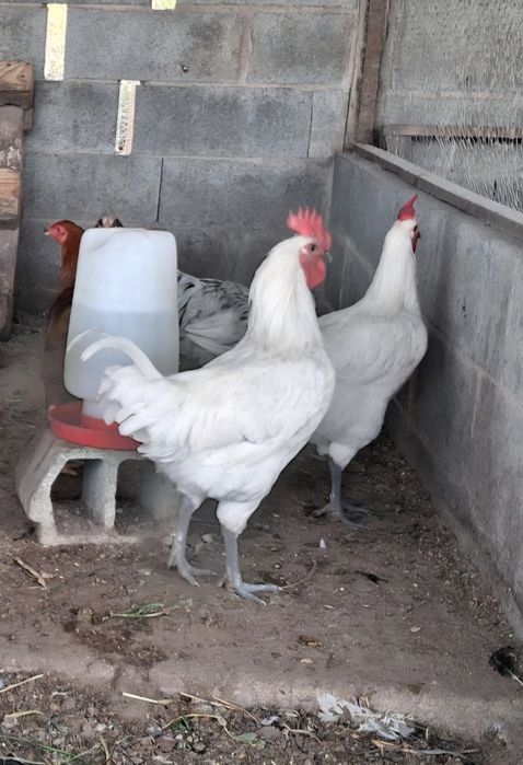 Vendo casais de La Bresse Gauloise