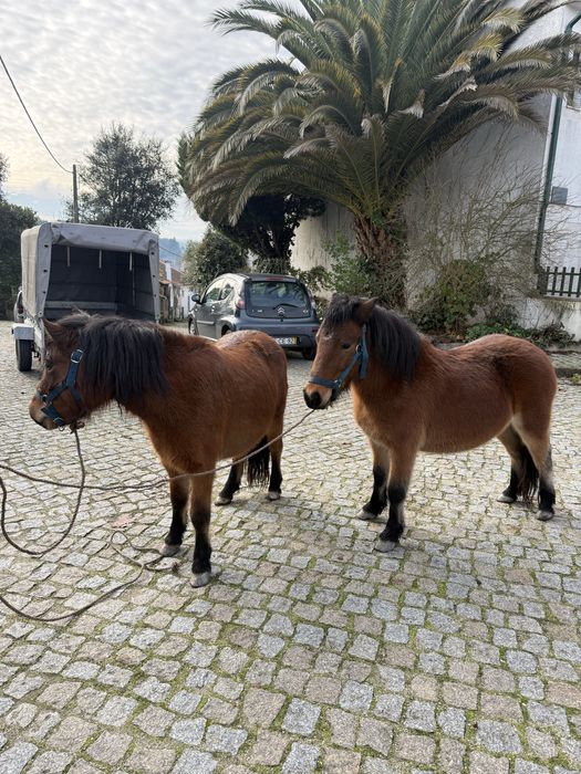 Poneis femeas gestantes