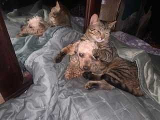 Потрібна допомога, на утриманні 17 котів та 3собаки. Прошу допомоги