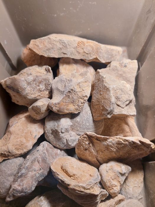 Fósseis-lote 50 peças por limpar e classificar