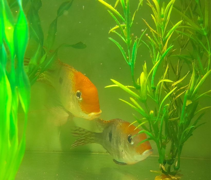 Ziemiojad Red head Tapajos. 8-9m. Wysyłka 10+1 gratis