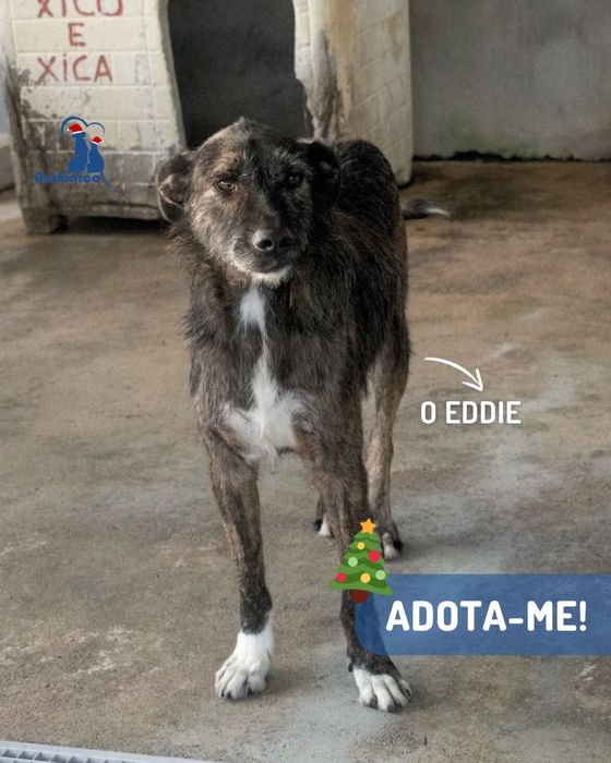 Eddie cao de porte grande