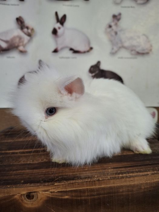 Sprzedam króliczki miniaturki TEDDY