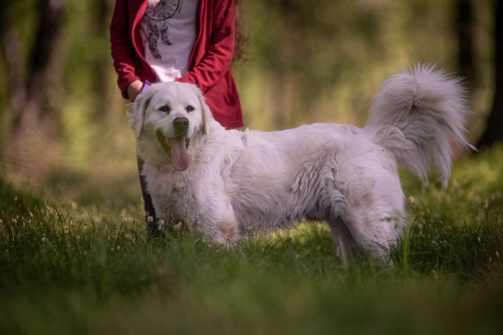 Nazir- wyjątkowy pies, dla wyjątkowego człowieka - do adopcji.