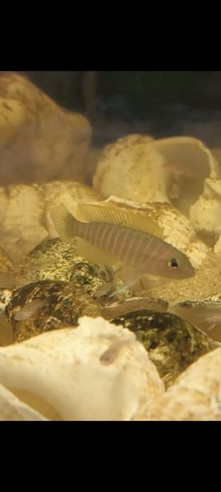 Neolamprologus similis