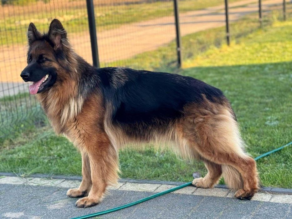 Owczarek niemiecki suczka